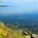 Морето, гледано през диви цветя