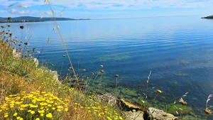 Морето, гледано през диви цветя